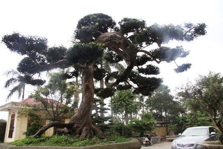 Bonsai, cay the, cây thế, triển lãm bonsai, trien lam bonsai